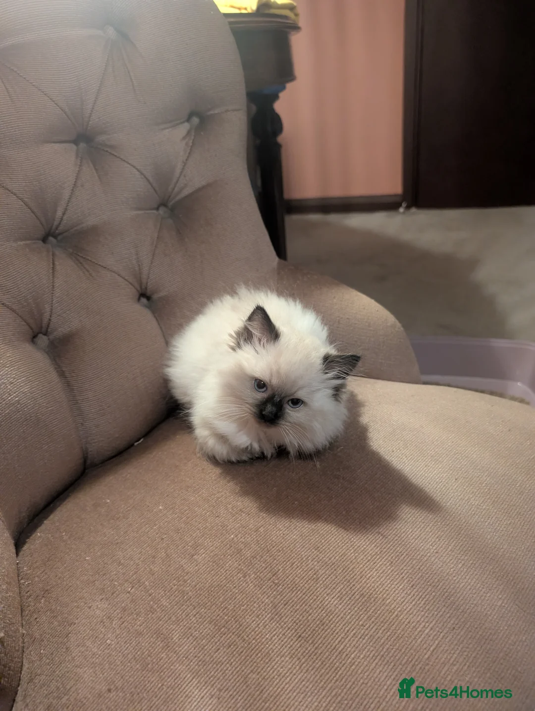 Ragdoll cats for sale: Little seal point ragdoll girl  - Advert 5