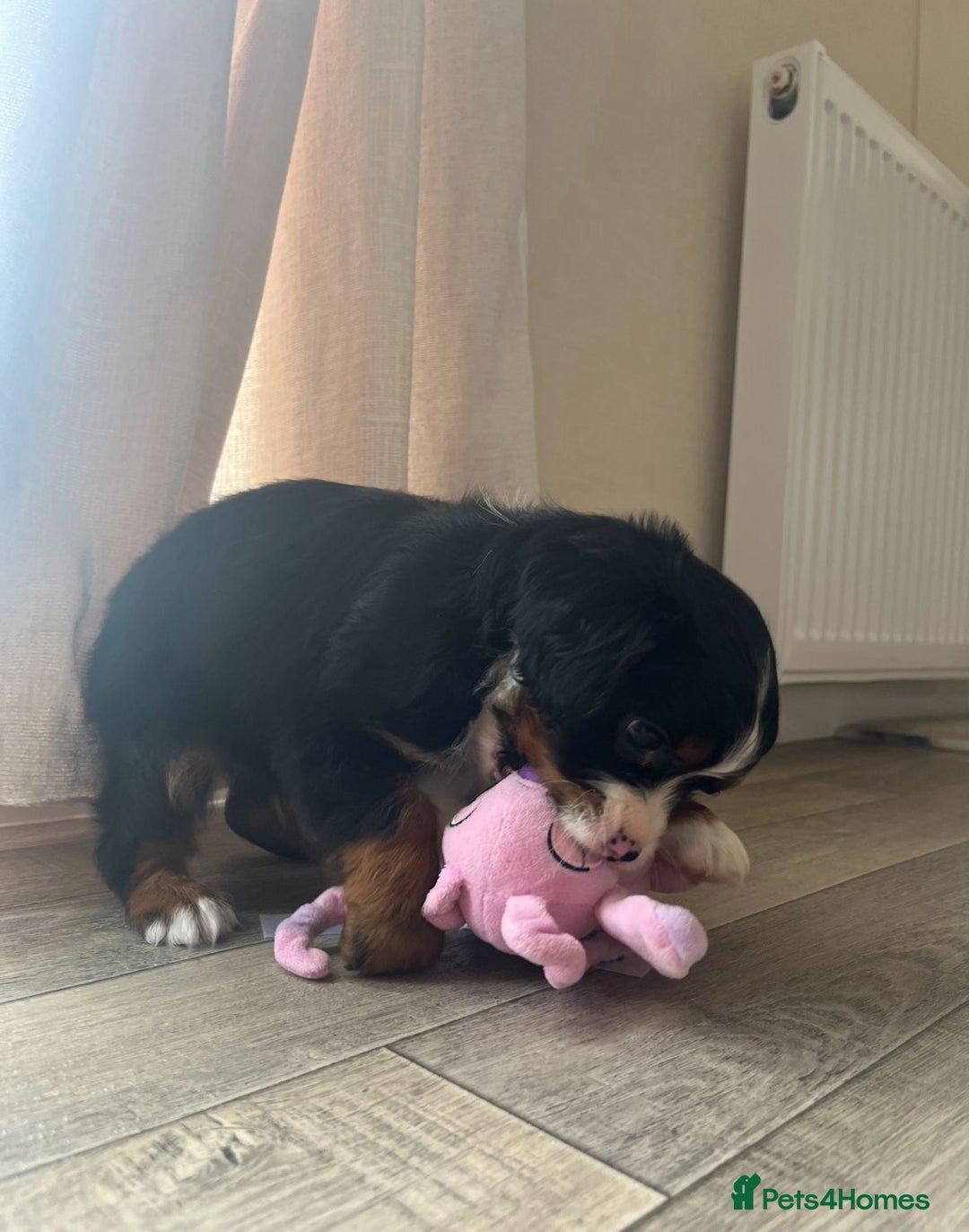 Cavapoo dogs for sale: Tri cavapoo puppy ready now  - Image 7
