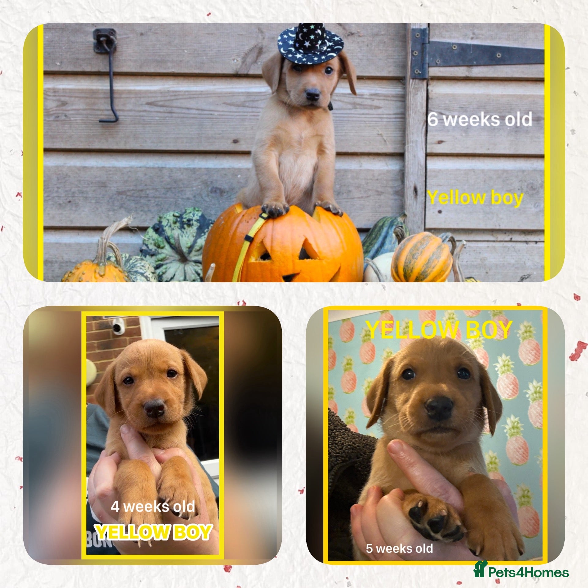 Labrador Retriever dogs for sale: Fox red Labrador puppies  - Advert 2