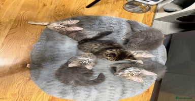 Persian cats - Advert 3