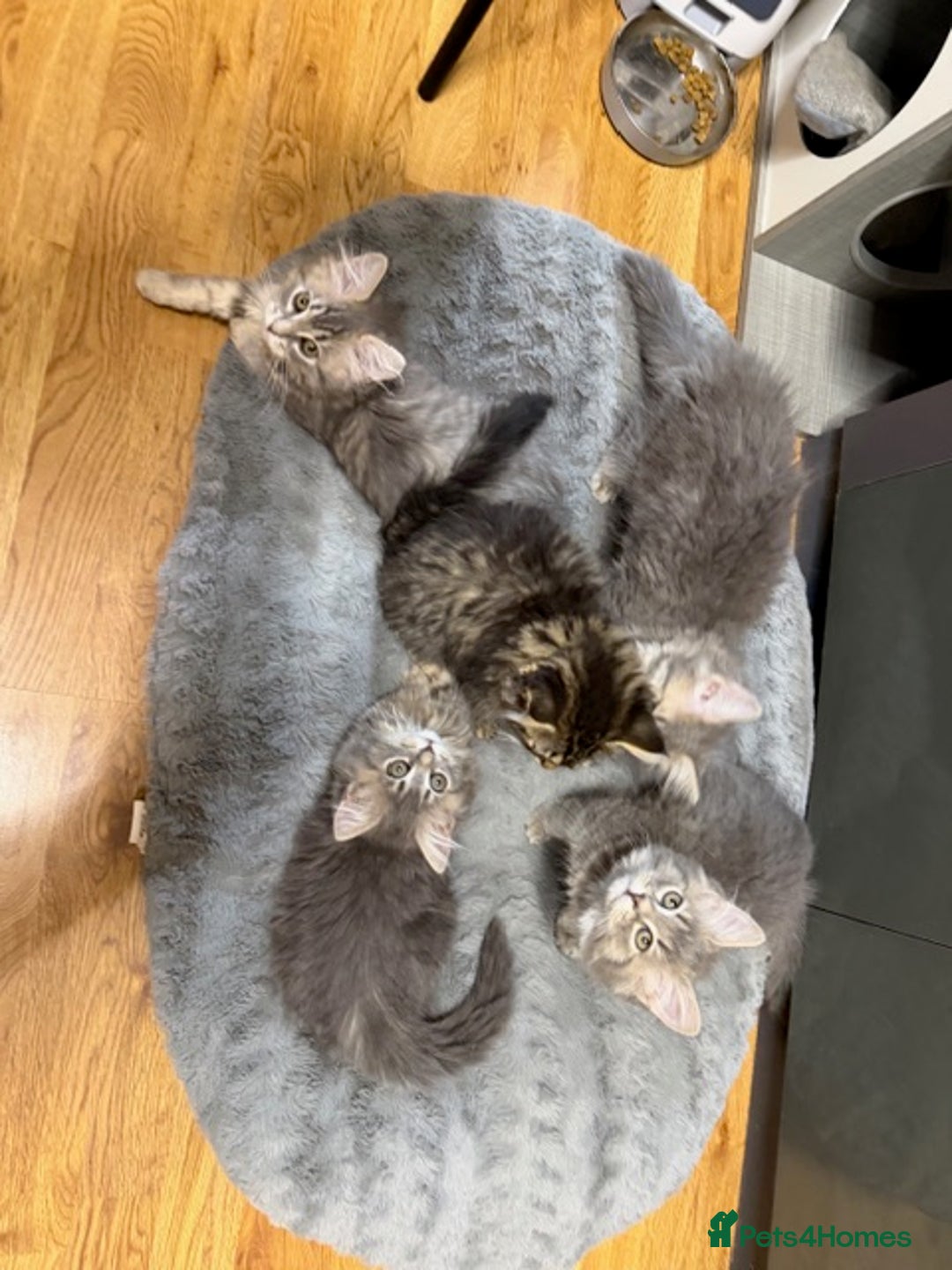 Persian cats for sale: Gorgeous Persian Cross Kittens - Image 3