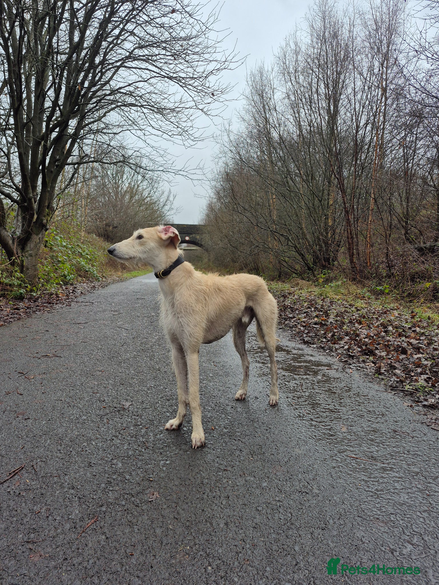 Mixed Breed dogs 2 yo Male Lurcher - Advert 2