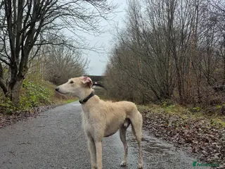 Mixed Breed dogs 2 yo Male Lurcher - Advert 2