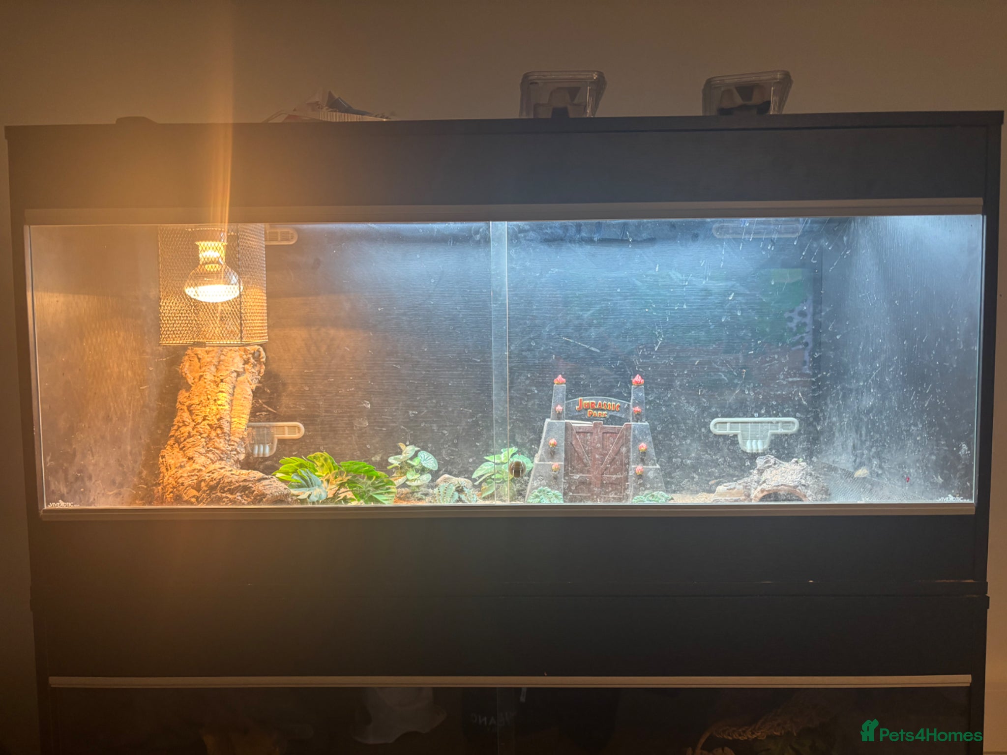 Bearded Dragon reptiles for sale: Red bearded dragon in Eastbourne - Advert 3