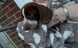Mixed Breed dogs for sale: dachshund X cocker spaniel  - Image 2