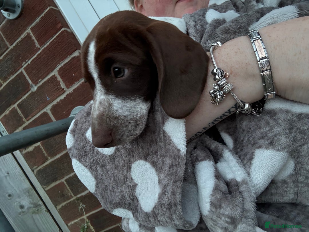 Mixed Breed dogs for sale: dachshund X cocker spaniel  - Image 2