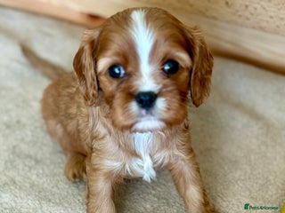 Cavalier King Charles Spaniel dogs Health Tested, beautiful KC Cavalier Puppies. - Advert 5