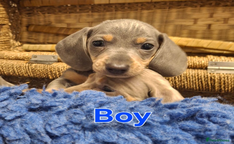 Miniature Dachshund dogs - Advert 14