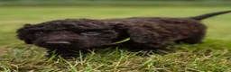 Irish Water Spaniel dogs for sale: Irish Water Spaniels  in Bishop Auckland - Advert 21
