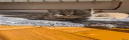 British Longhair cats for sale: British long hair kitten - Advert 7
