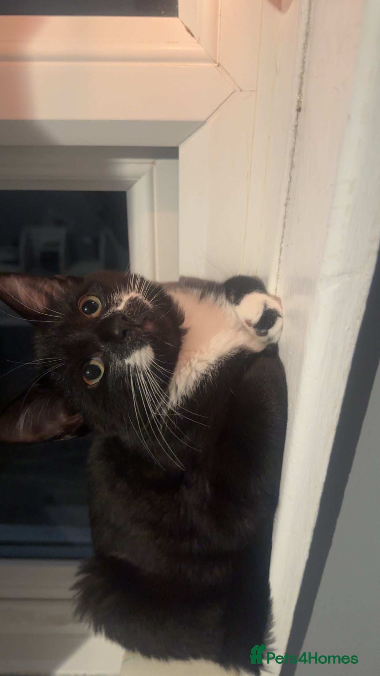 Mixed Breed cats Nina - Free - Advert 1