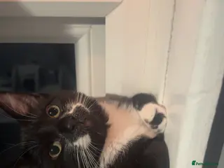 Mixed Breed cats Nina - Free - Advert 1