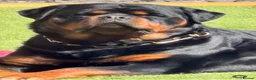 Rottweiler dogs for sale: Big Rottweiller Girl Puppy for sale - ready to go - Advert 4