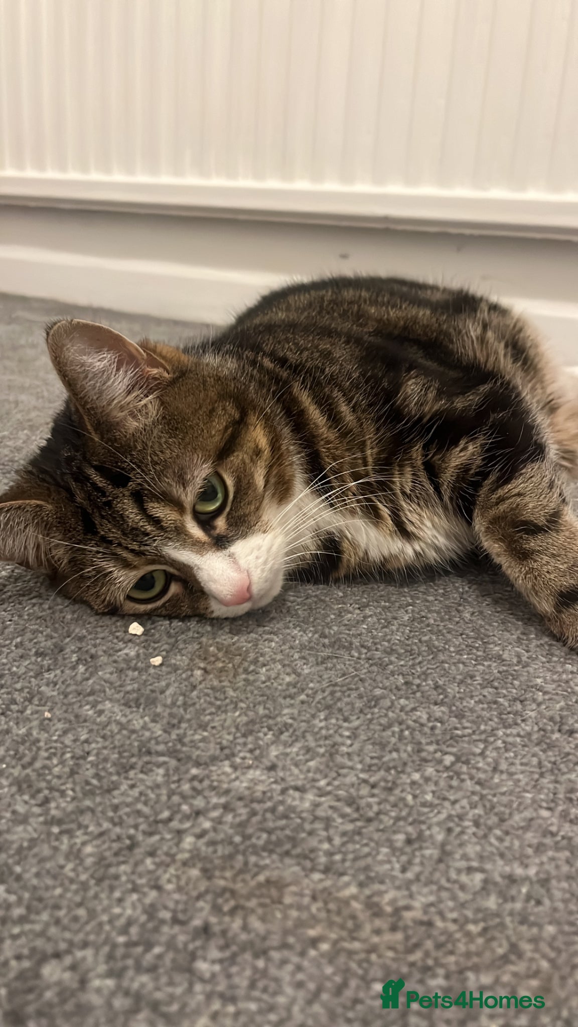 American Shorthair cats Sweet Lilly - Tabby  - Advert 1