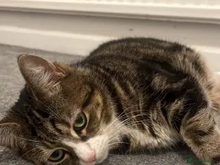 American Shorthair cats Sweet Lilly - Tabby - Advert 1