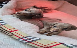 Miniature Dachshund dogs for sale: Mini dachahunds for sale  - Image 5