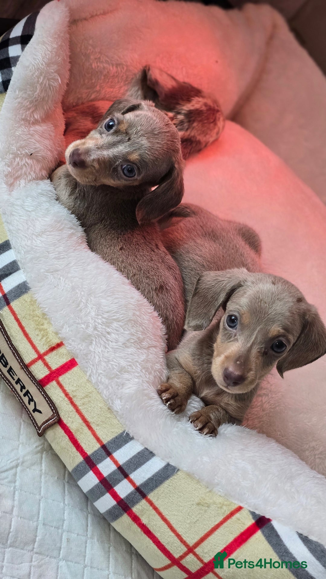 Miniature Dachshund dogs for sale: Mini dachahunds for sale  - Image 5