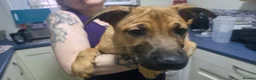 Mixed Breed dogs for sale: Shepsky × Staffy Puppies - Ready for Forever Homes - Advert 12