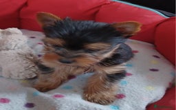 Yorkshire Terrier dogs for sale: Super mini Yorkshire terrier puppy pedigree cert - Image 5