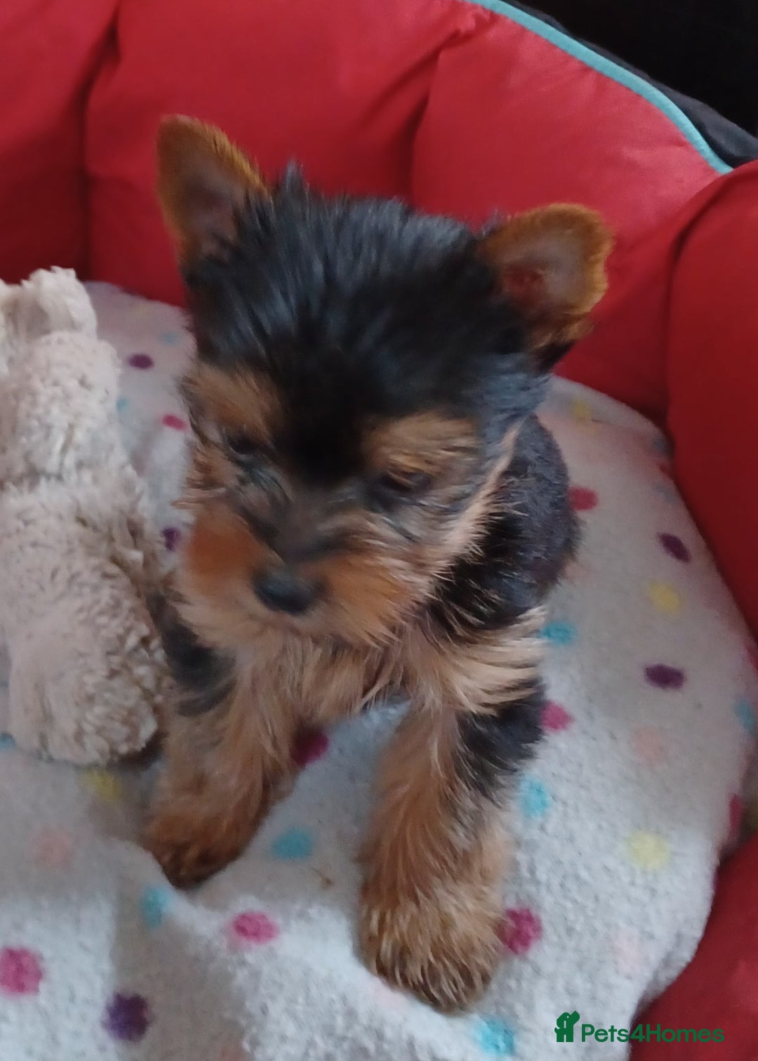 Yorkshire Terrier dogs for sale: Super mini Yorkshire terrier puppy pedigree cert - Image 5