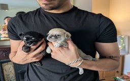 Chipoo dogs for sale: Health tested, non shed chipoos - Image 5