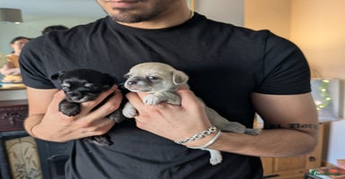 Chipoo dogs - Advert 8