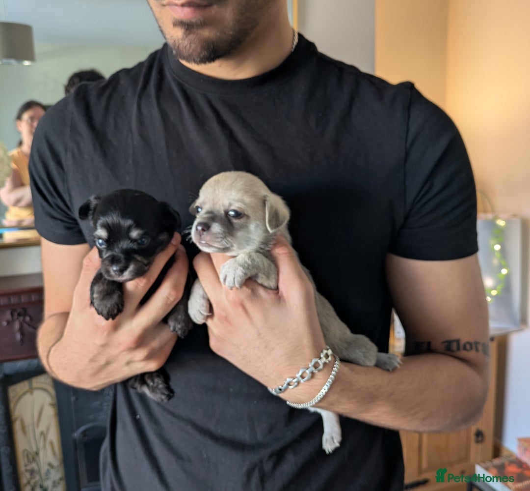 Chipoo dogs for sale: Health tested, non shed chipoos - Image 5