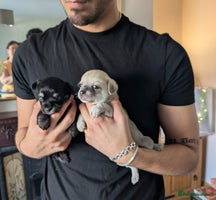 Chipoo dogs - Advert 8