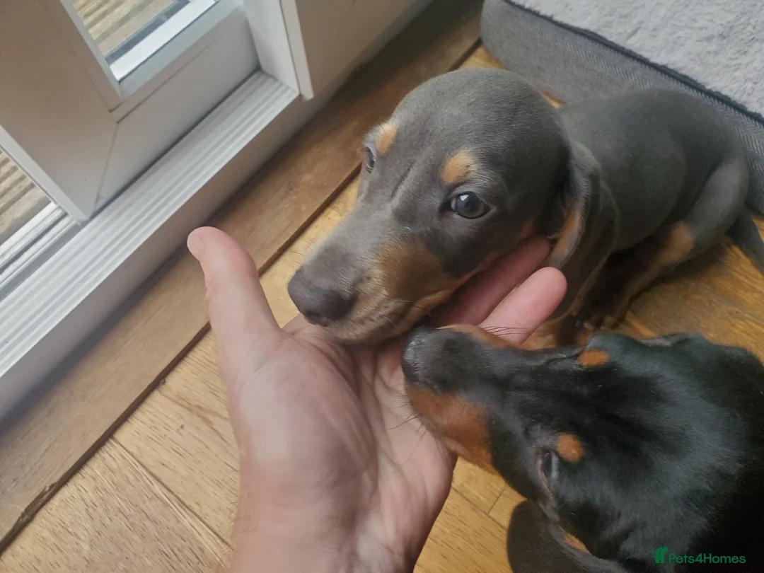Dachshund dogs for sale: Black and tan male and gray male  - Advert 2