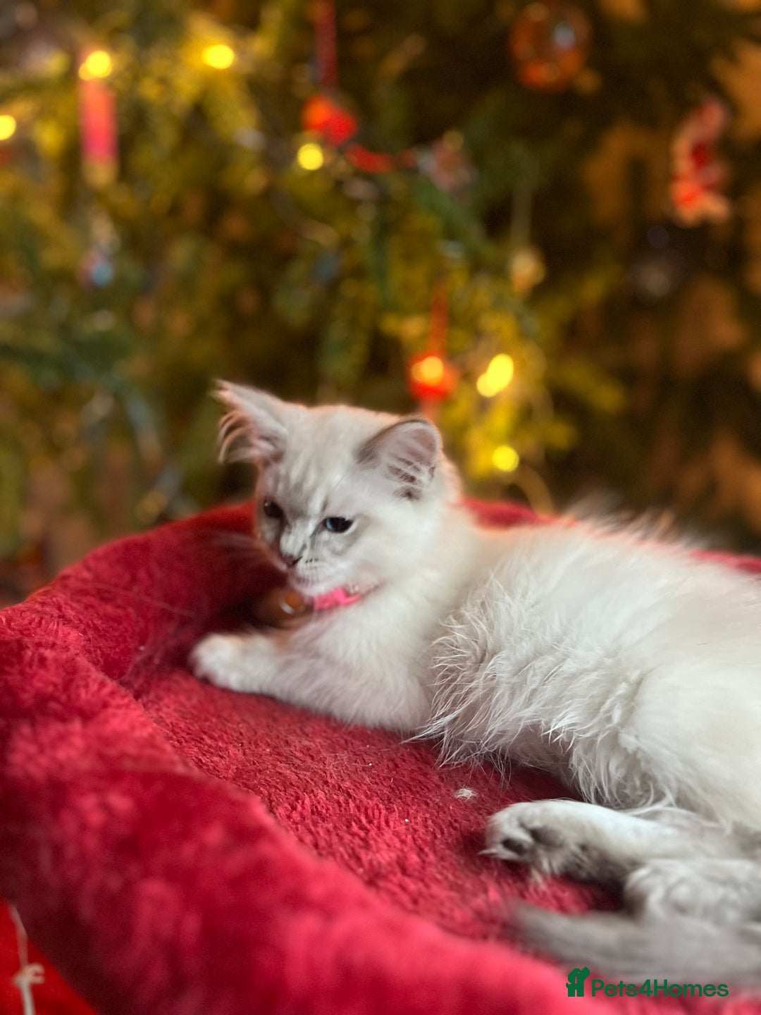 Ragdoll cats for sale: Gorgeous Tica ragdoll kittens ready now  - Advert 2