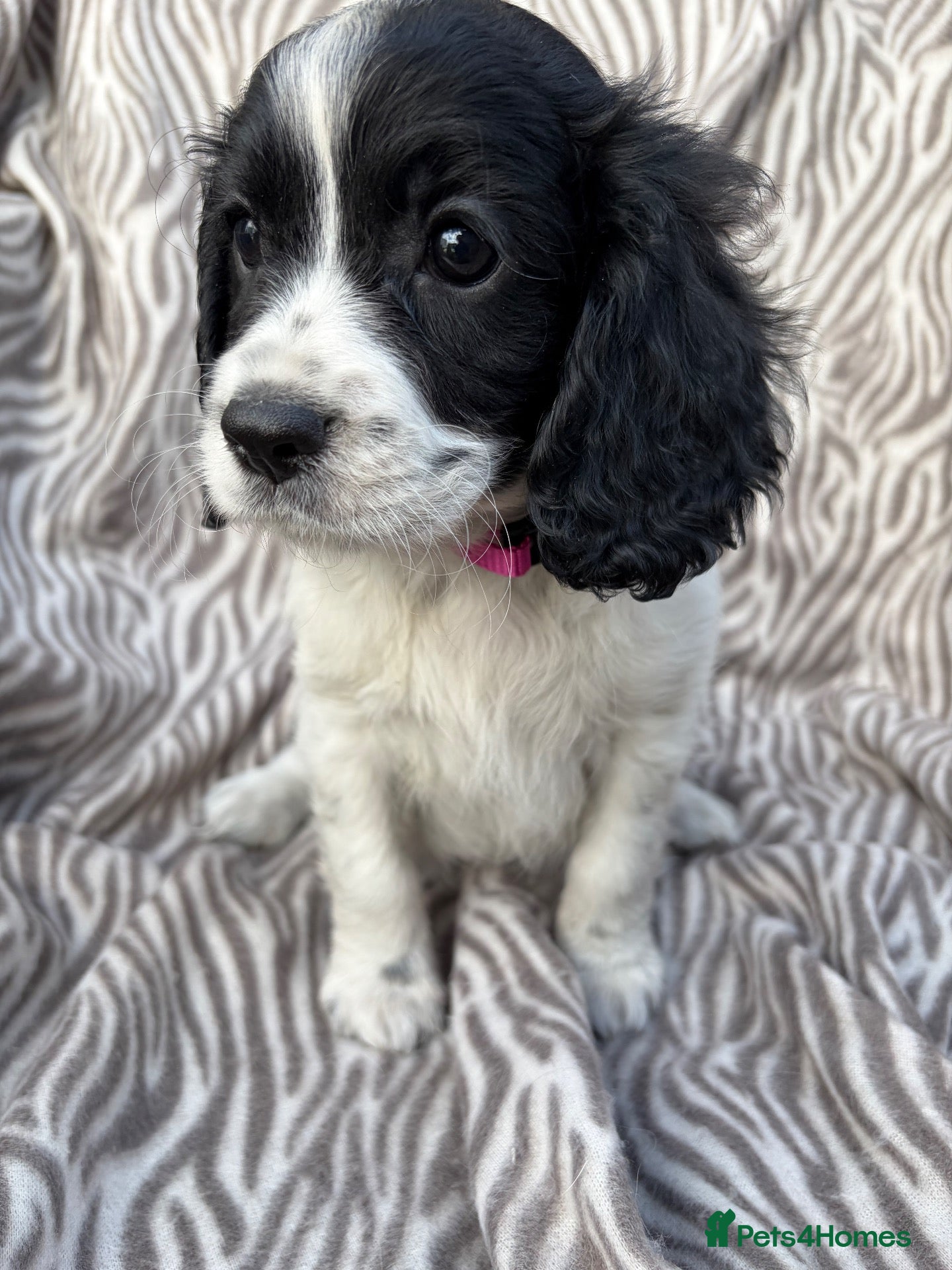 Cavapoo dogs 🐾💕STUNNING CAVAPOOS 💕🐾 - Advert 1