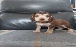 Cocker Spaniel dogs for sale: 8 beautiful kc reg show cocker puppy for sale - Image 5