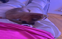 Jack Russell dogs for sale: Lilly - Image 2