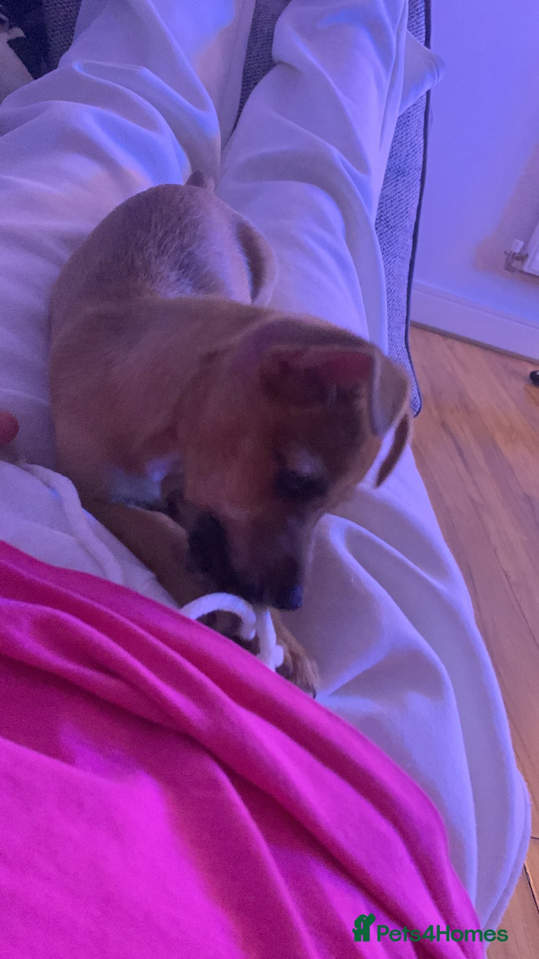 Jack Russell dogs for sale: Lilly - Image 2