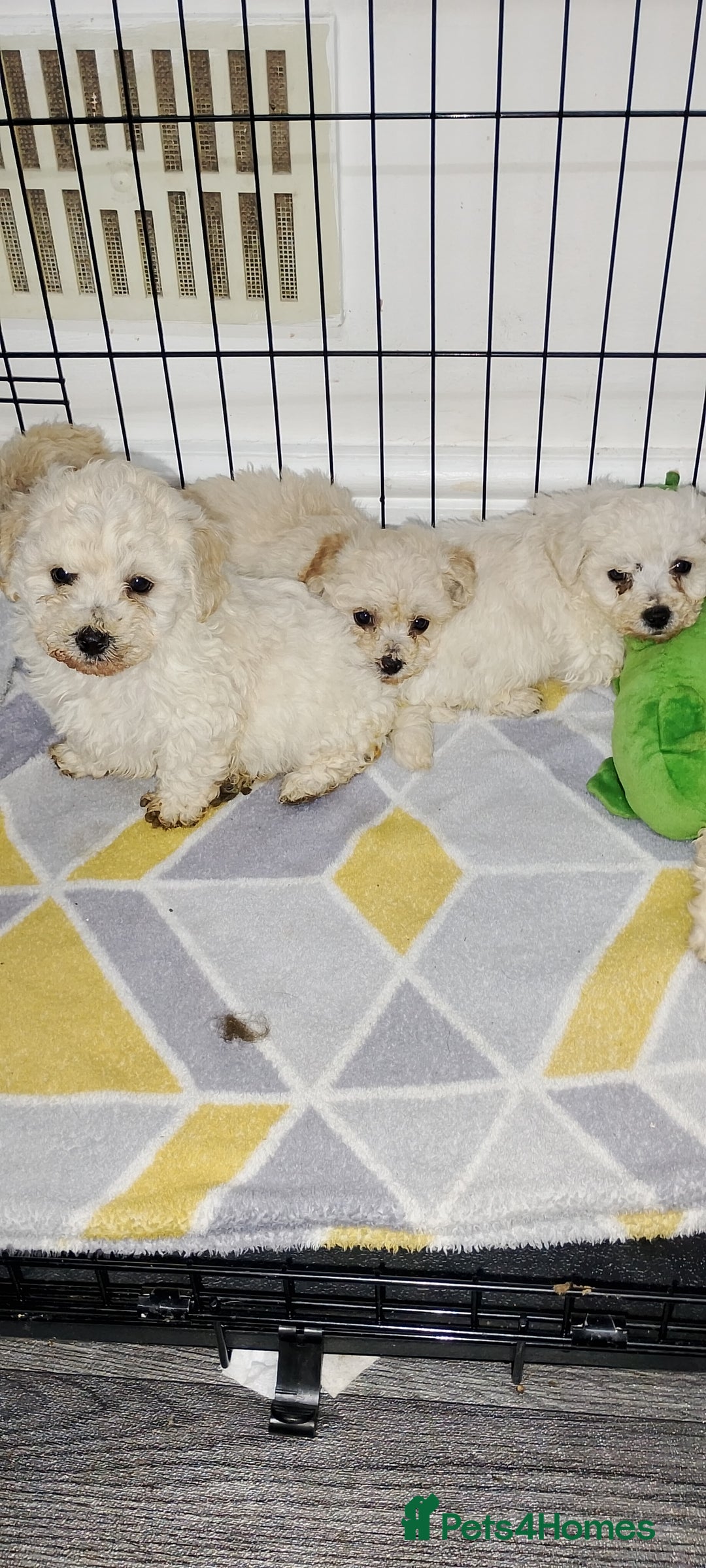 Poochon dogs for sale: Poochon  - Advert 19