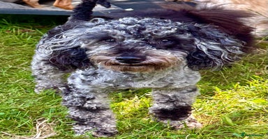Poodle dogs - Advert 3