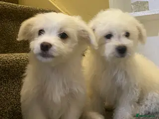 Maltese dogs Purebred Maltese Puppies Ready Now - Advert 2