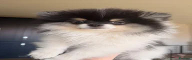 Pomeranian 2