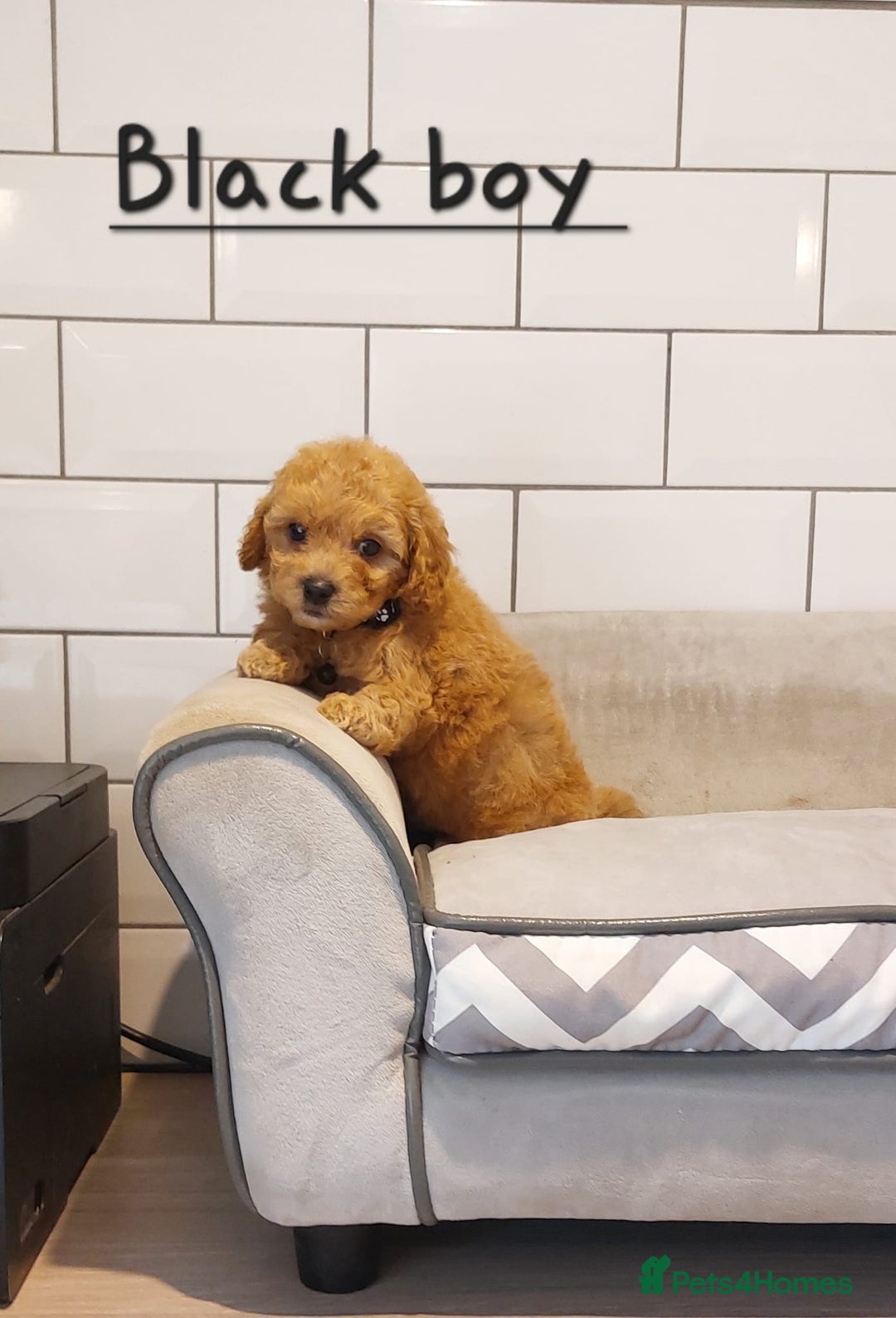 Cavachon dogs for sale: Cavapoochon puppies 🥰 - Image 3
