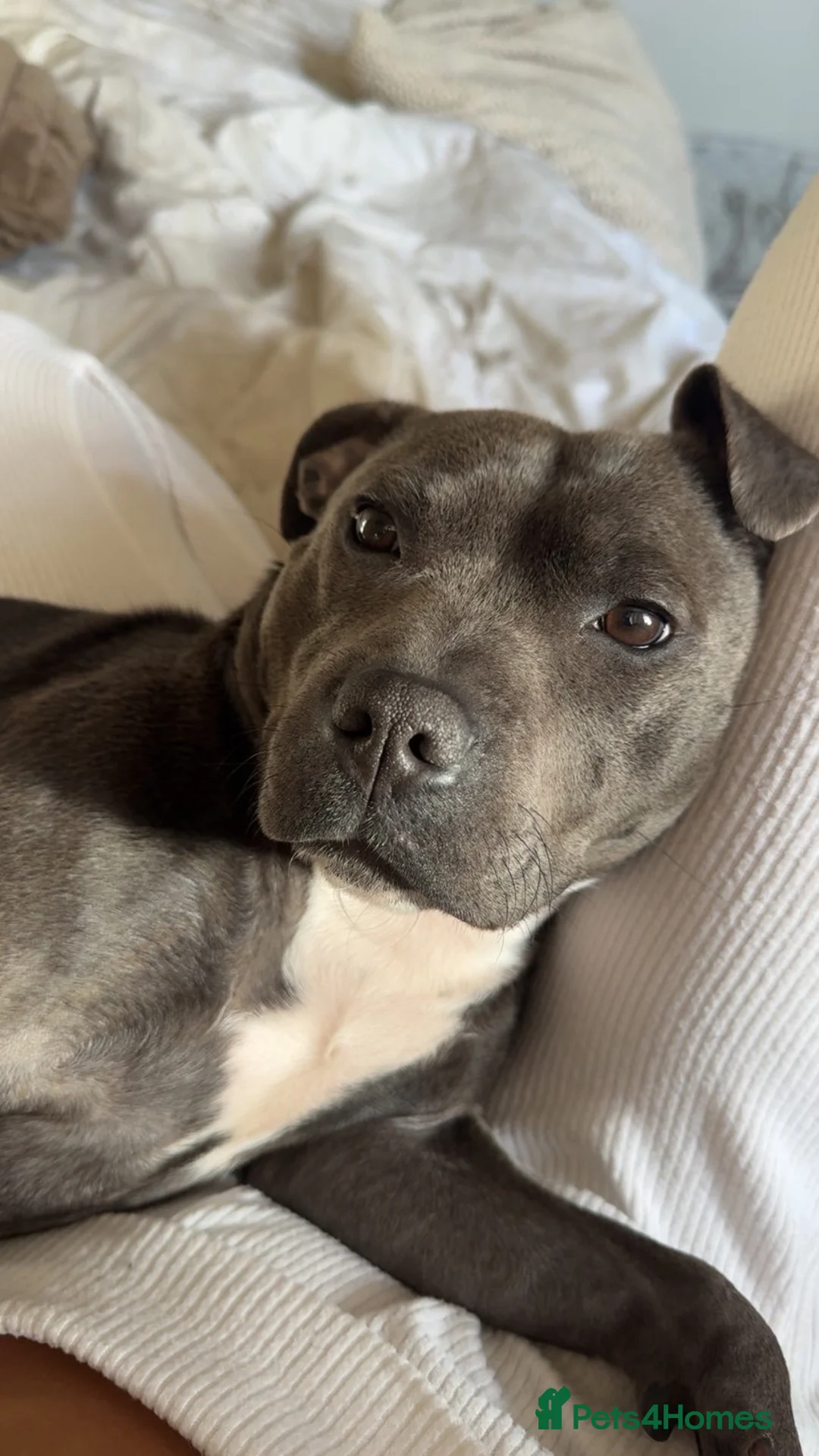 Staffordshire Bull Terrier dogs for sale: 3 year old female blue staffy  - Advert 4