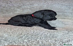Irish Doodle dogs for sale: Toy Irish Doodle Puppies For Sale  - Image 21