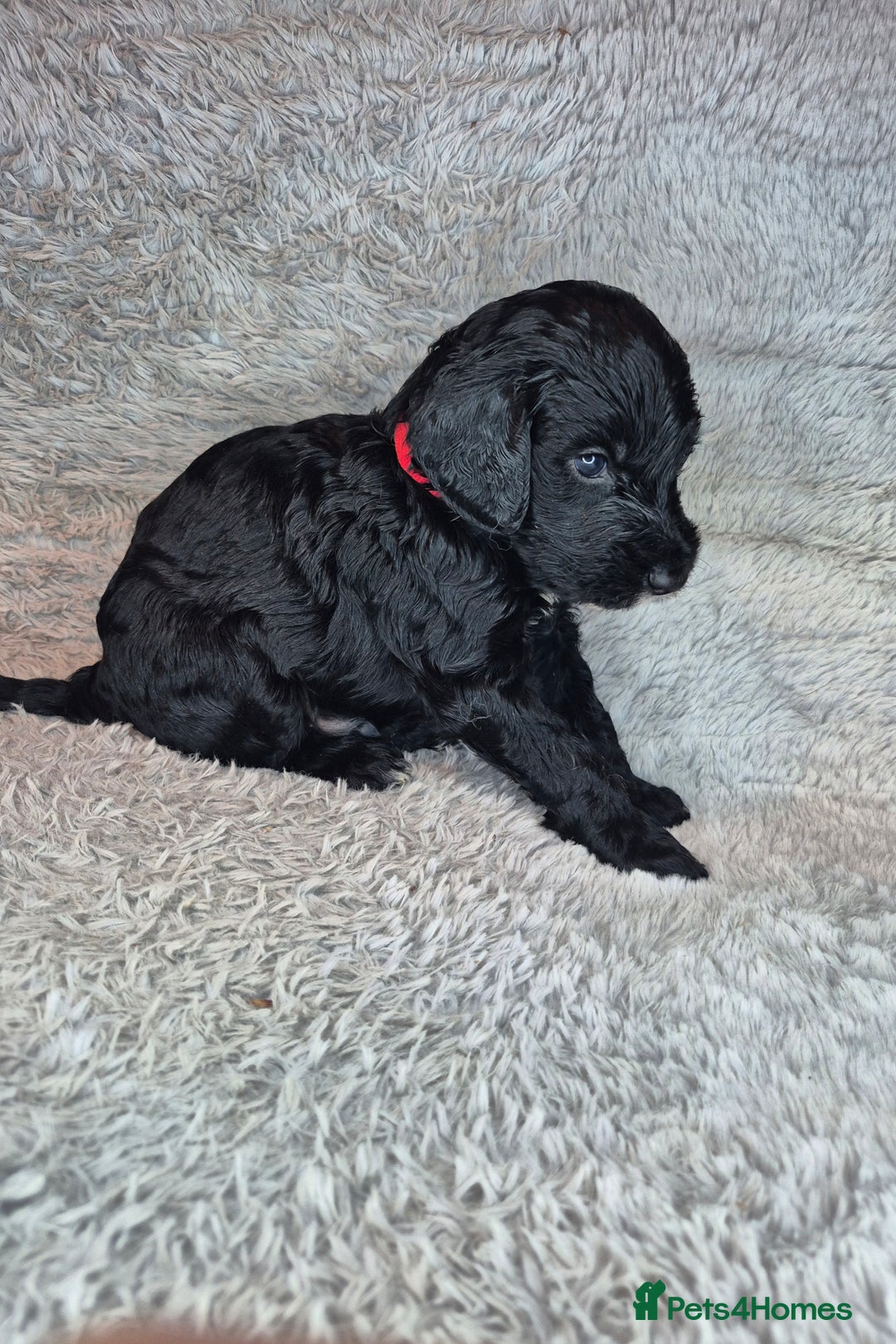 Irish Doodle dogs for sale: Toy Irish Doodle Puppies For Sale  - Image 21