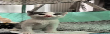Grey and white female