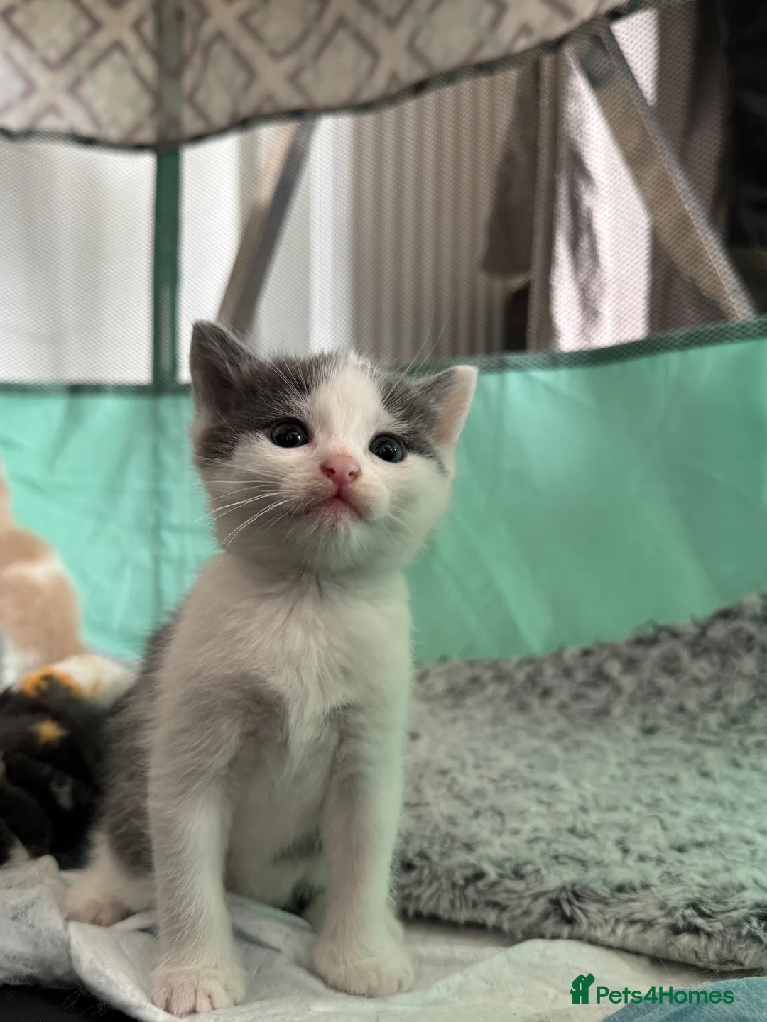 Domestic Shorthair cats for sale: Gorgeous litter of 4 kittens - Advert 2