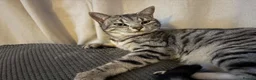 Mixed Breed cats for sale: Brother and sister for adoption  in Carlisle - Advert 4