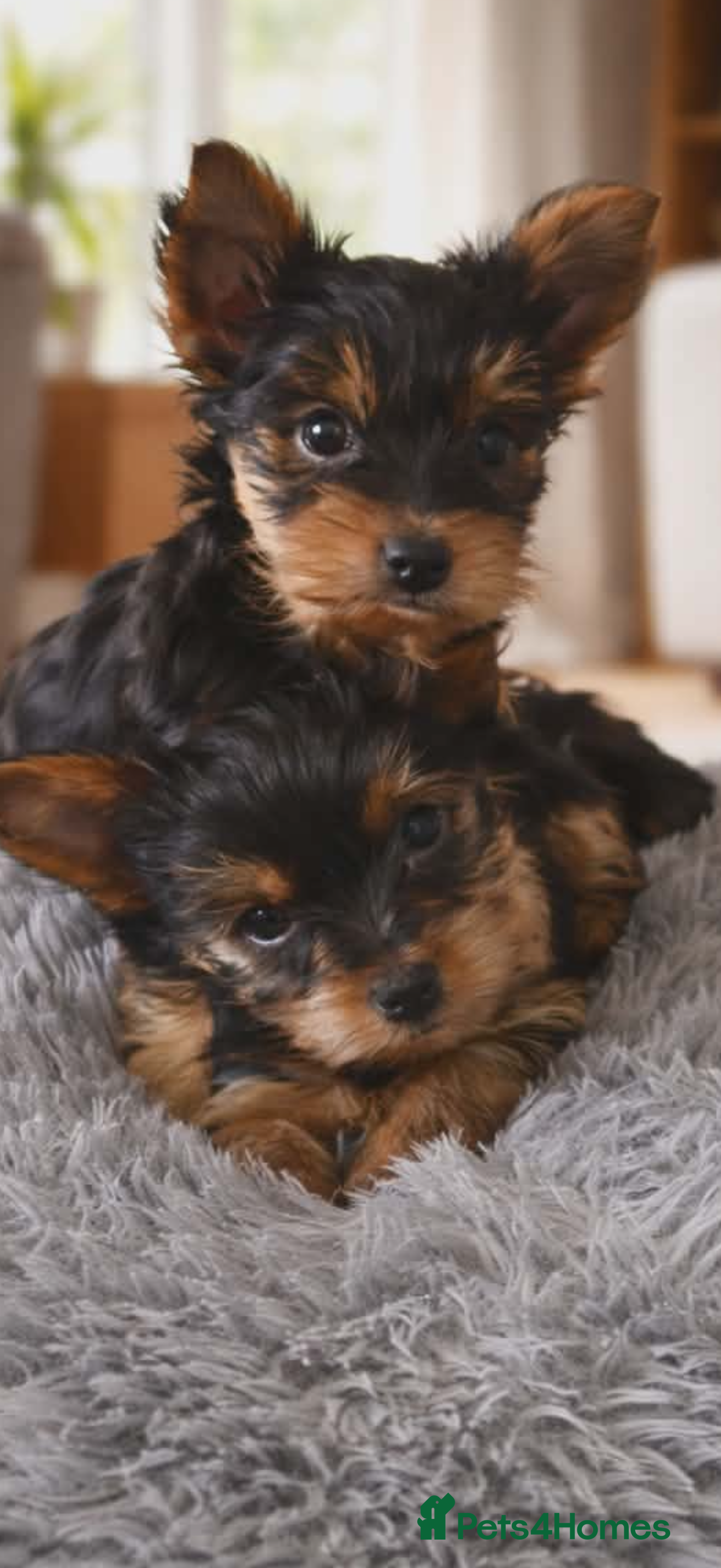 Yorkshire Terrier dogs Super cute miniature Yorkshire boys  - Advert 6