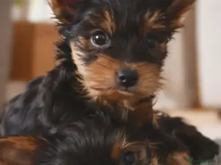 Yorkshire Terrier dogs Super cute miniature Yorkshire boys - Advert 6