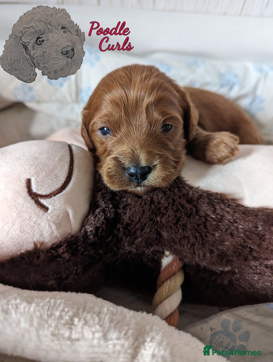 Cavapoo dogs for sale: Waiting List now open - DARK RED PREMIUM QUALITY - Image 34