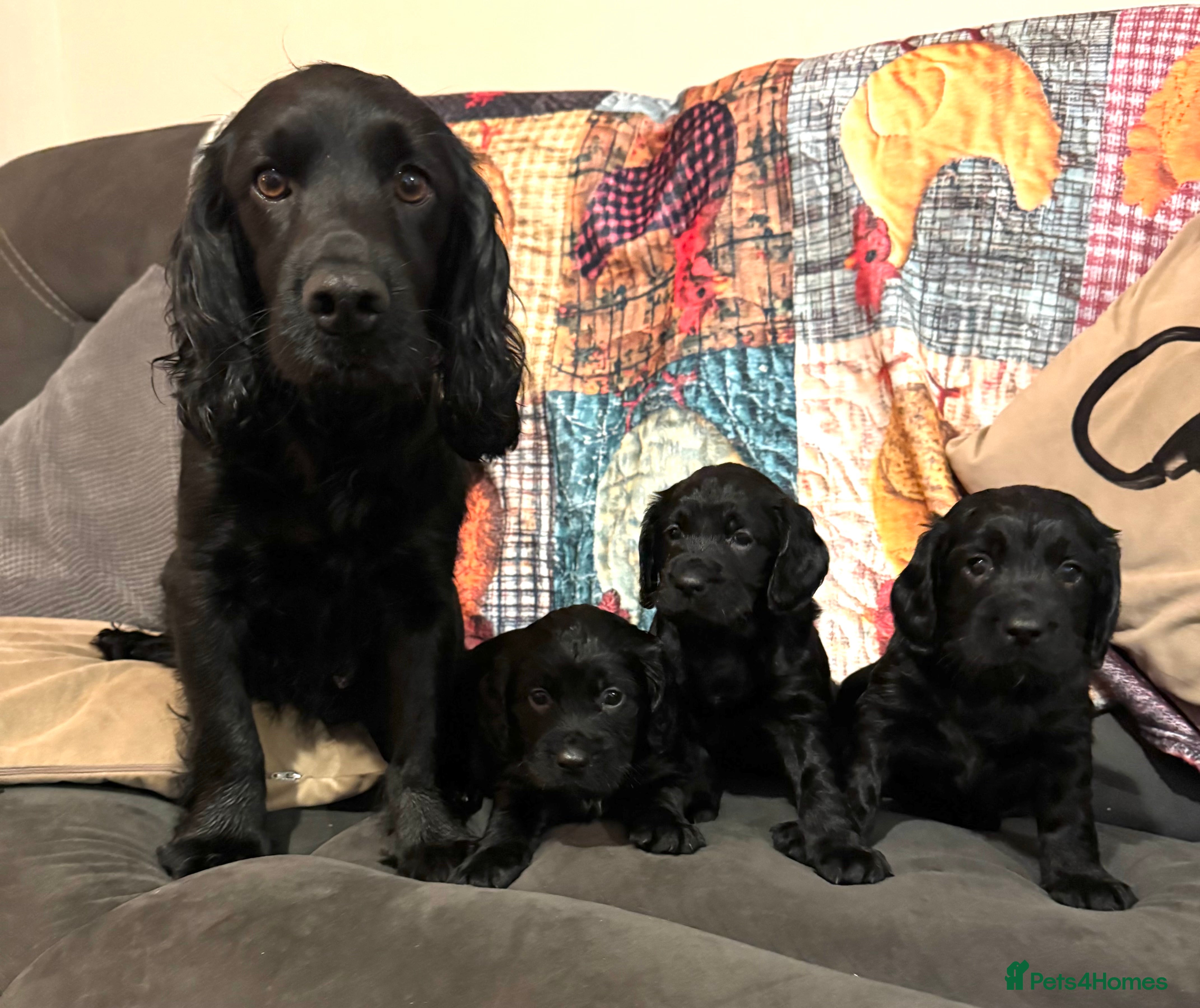 Cocker Spaniel dogs A gorgeous litter of WCS - Advert 5