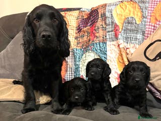 Cocker Spaniel dogs A gorgeous litter of WCS - Advert 5